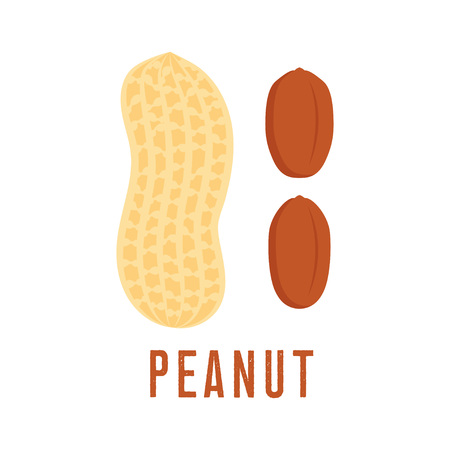 Peanut icon isolated on white background, flat style vector illustration.のイラスト素材