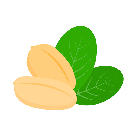 Peanut icon with leaves isolated on white background, flat style vector illustration.のイラスト素材