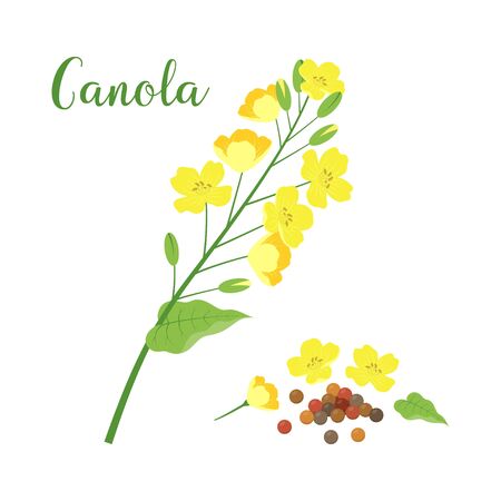 vector canola flower and rapeseeds isolated on white background, canola text, mustard plant yellow blossomのイラスト素材