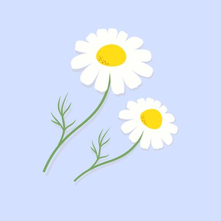 vector camomile flowers isolated on blue background, card with two white daisiesのイラスト素材