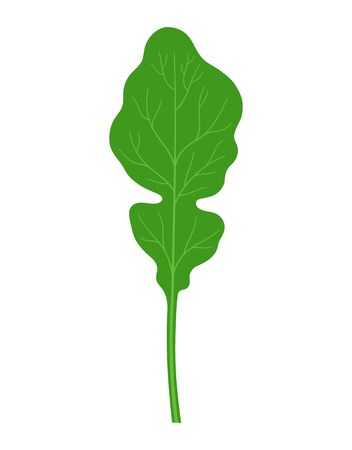 rucola or arugula in cartoon flat style isolated on white background, vegetable organic product from the farm, vector illustrationのイラスト素材