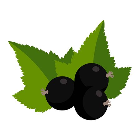 Black currants with leaves, isolated on white background. Vector illustrationのイラスト素材