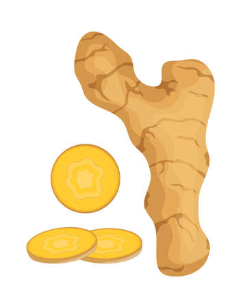fresh ginger with cut slice isolated on white background, vector illustrationのイラスト素材