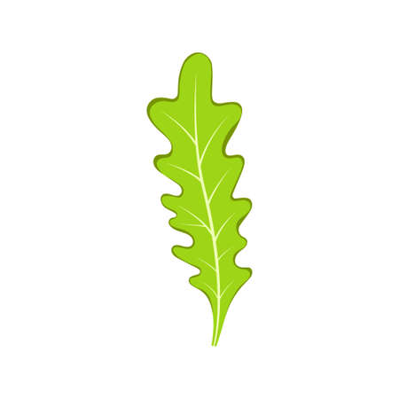 rucola or arugula in cartoon flat style isolated on white background, product from the farm, vector illustration, flat design style with fresh cartoon organic vegetableのイラスト素材