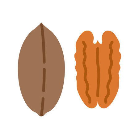 Pecan icon. Pecan nuts in the shell. Vector illustration isolated on white background.のイラスト素材