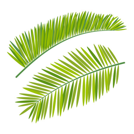 pair of palm branches in cartoon style isolated on white background, flat design, tropical plant iconのイラスト素材