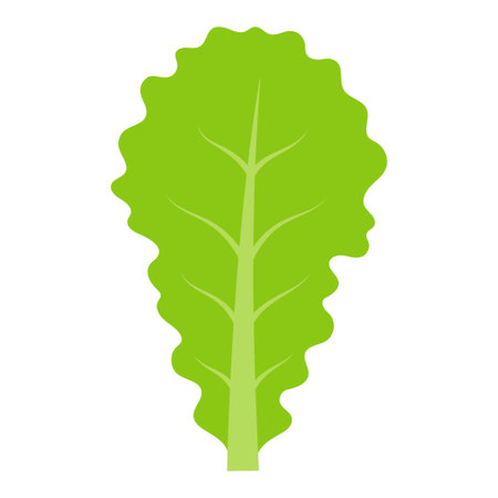 green lettuce salad leaf isolated on white background, flat styleのイラスト素材