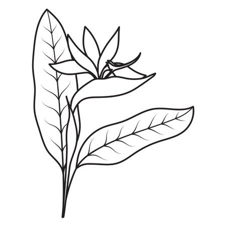 strelitzia flower with leaf, outline vector illustration isolated on whiteのイラスト素材