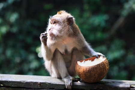 Monkey