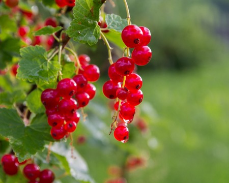 Branch red currants in the summer garden