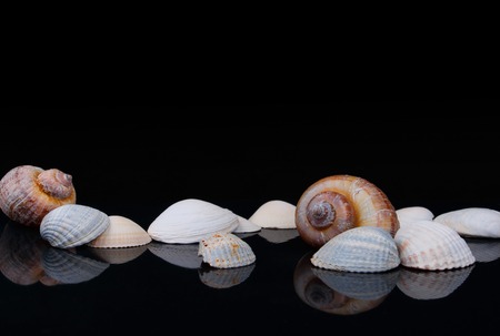 seashells on glossy surface and black backgroundの写真素材