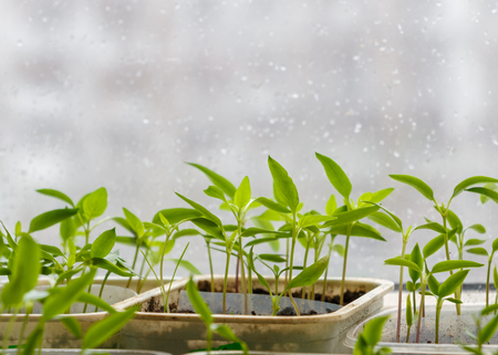 Small plants sprouting from seed on blurred urban backgroundの写真素材