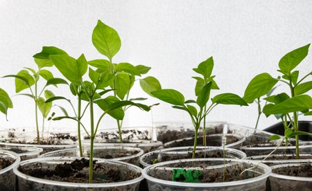 Small plants sprouting from seed on blurred textured background