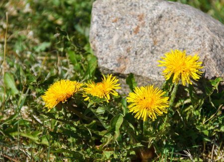 yellow dandelions flowers near stone on background of green spring meadowの写真素材