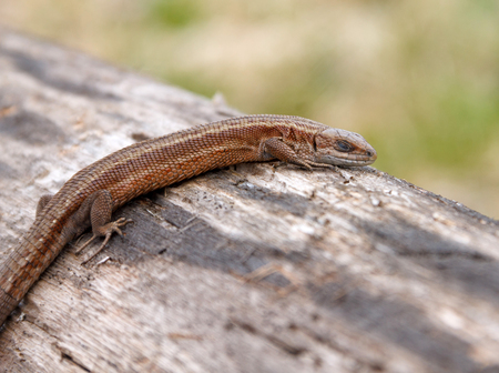 Lizard sleeping on old log in natureの写真素材