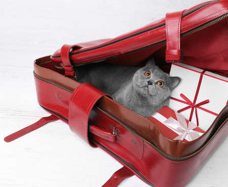 Cat in a suitcase. New year gifts, shopping, sale. Christmas. British cat and boxes. The cat looks out. The concept of preparing for the New Year holidays. Sending and delivery of gifts.の写真素材