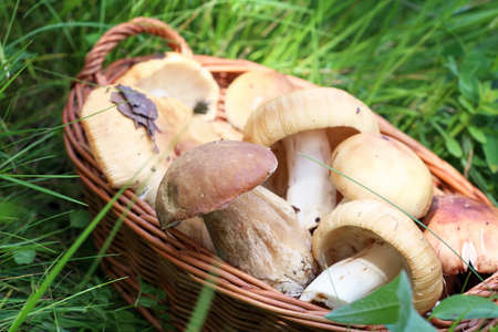Inedible mushrooms in the basket on a background of grass. Fatal outcome after the use of poisonous mushrooms. Mush room pickers. Edible or not?の写真素材
