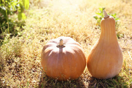 Two ripe pumpkins lie on the grass. Harvesting in the fall on a farm. Halloween preparations. Squash in the sun.の写真素材
