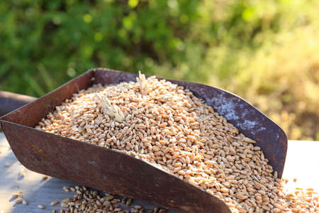 close-up scoop. Scattered grains of wheat. Bread as a source of life. bakery products.の写真素材