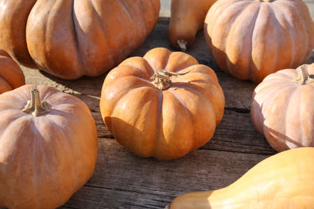 Harvesting in the fall on a farm. Halloween preparations. Squash in the sun. Ripe embossed pumpkins on a woodの写真素材