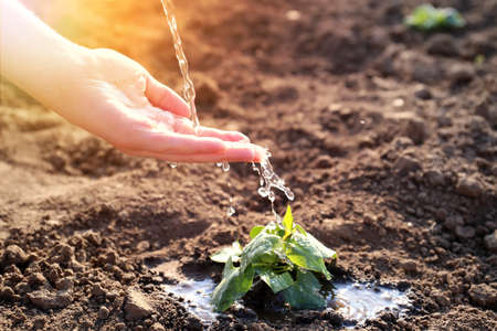 A symbol of new life and environmental protection. ecological concept. Sprout of a plant, children's hands, water drops.の写真素材