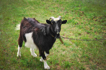 White black goat on the grass. Goats on farm. farming. agriculture. domestic animals on farm. countryside. outdoors.の写真素材