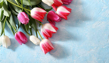 Beautiful, spring, delicate bouquet of tulips, lies on a horizontal surface on a blue background. Flowers, plants, gifts, spring, cards.の写真素材