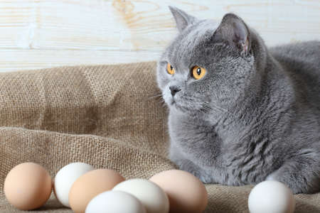 British cat guards the eggs. Cat near the chicken eggs.の写真素材