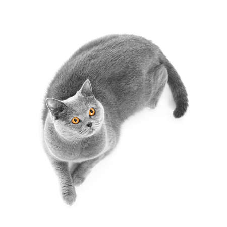 British purebred shorthair cat on a white background smiles like a Cheshire. A gray skittish cat is resting on isolation. Cat for advertising feedの写真素材