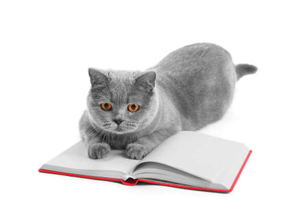 A staring cat with a paw on a red notebook. The need for higher education. Reading books as a rest and leisure. Funny photos with cats. smart educated petの写真素材