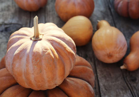 Harvesting in the fall on a farm. Halloween preparations. Squash in the sun. Ripe embossed pumpkins on a woodの写真素材