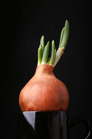 Onion with sprouts close-up in a black bowl on a black background isolated. Diet food, cooking....