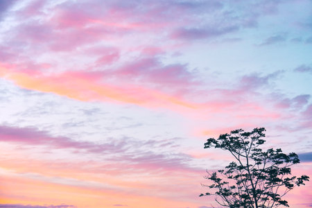 Trees on a background of purple sunset in the field. Unusual color of the sky. romantic mood. Sunset of indescribable beauty. nature conservation concept.の写真素材