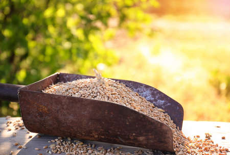 Grains of wheat close-up in a scoop on a background of the greenery and sun. Wheat as source of life. The value of bread and the problem of hunger in the world. organic food.の写真素材