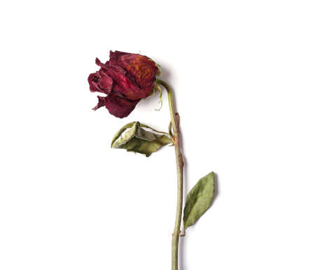 Withered red rose on a white background. Template, blank, card for design for St. Valentine's Day. Dead flower as a symbol of broken love.の写真素材