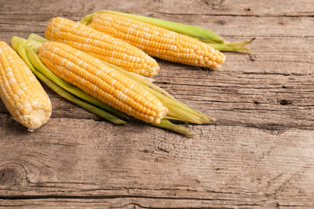 Grains of ripe corn in an ear, close up. Fresh cobs on a wooden background. Corn harvest, dishes, industry.の写真素材