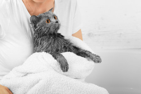 Gray cat in a white bathroom. Bathing process, pouring water, frightened wet cat, hygiene procedures. Good morning concept. Pet care. British cat on a white background.の写真素材