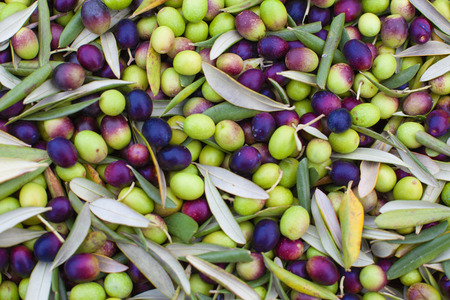 Pile of freshly picked olives. Background olivesの写真素材