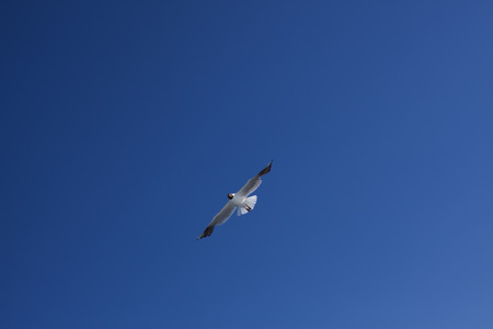 Soaring bird against the blue sky closeup. Soaring seagull.の写真素材