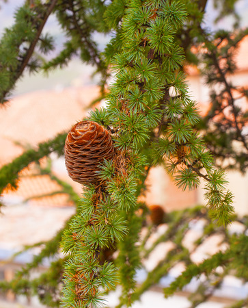 Big beautiful pine cone on fir branch close-up - background.の写真素材