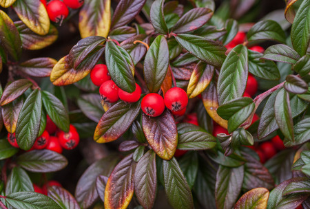 The branch with leaves and red berries on a bush close up.