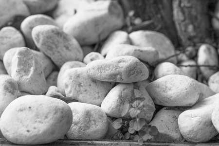 Black and white photo of randomly scattered white smooth stones.の写真素材