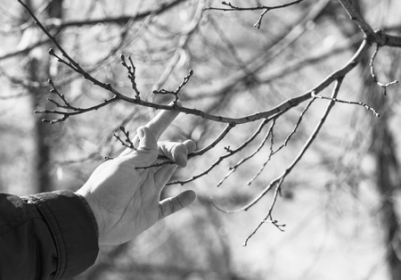 Hand on the branch of a tree in a park in the spring day.の写真素材