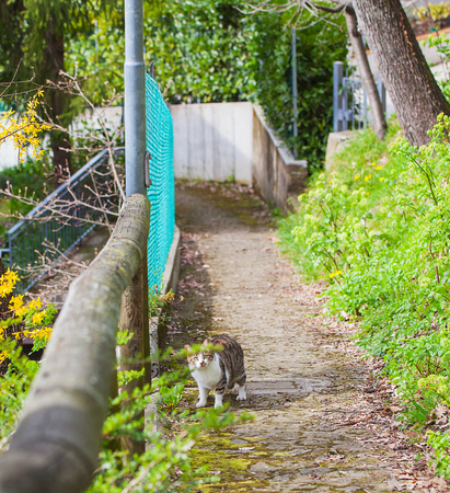 Cat on a street in the village of gazing warily forward.の写真素材