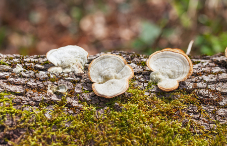 Mushrooms growing on the bark of a tree in a place with moss.の写真素材
