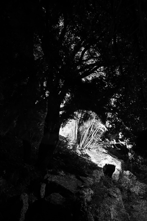 Stone path  at night between trees and the stones illuminated by streetlights.の写真素材