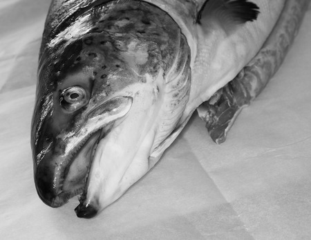Head fish salmon on the kitchen table close-up.の写真素材