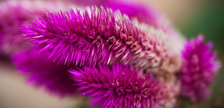 Strange purple flowers close-up.Macro photo.の写真素材
