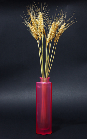 Wheat ears on a black background close-up in a vaseの写真素材