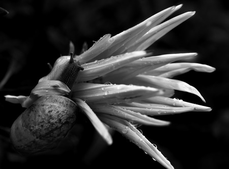 Snail on yellow flower after rain close-up. Macrophotography.の写真素材